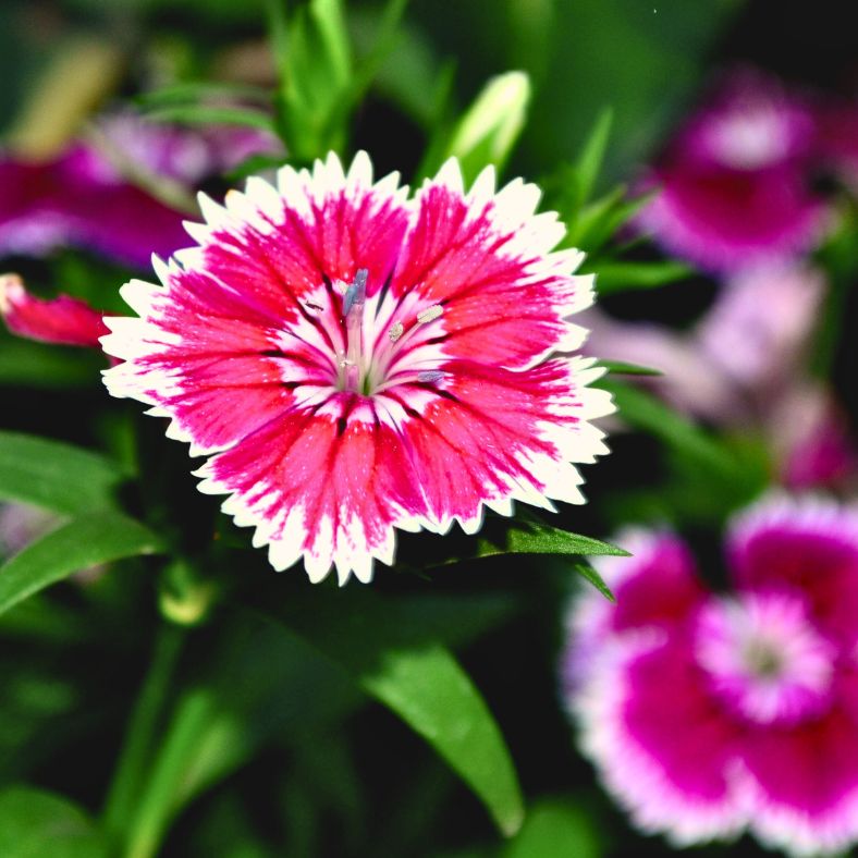 Dianthus