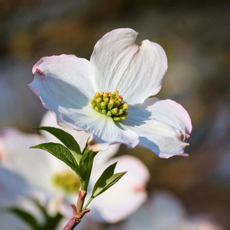 Dogwood