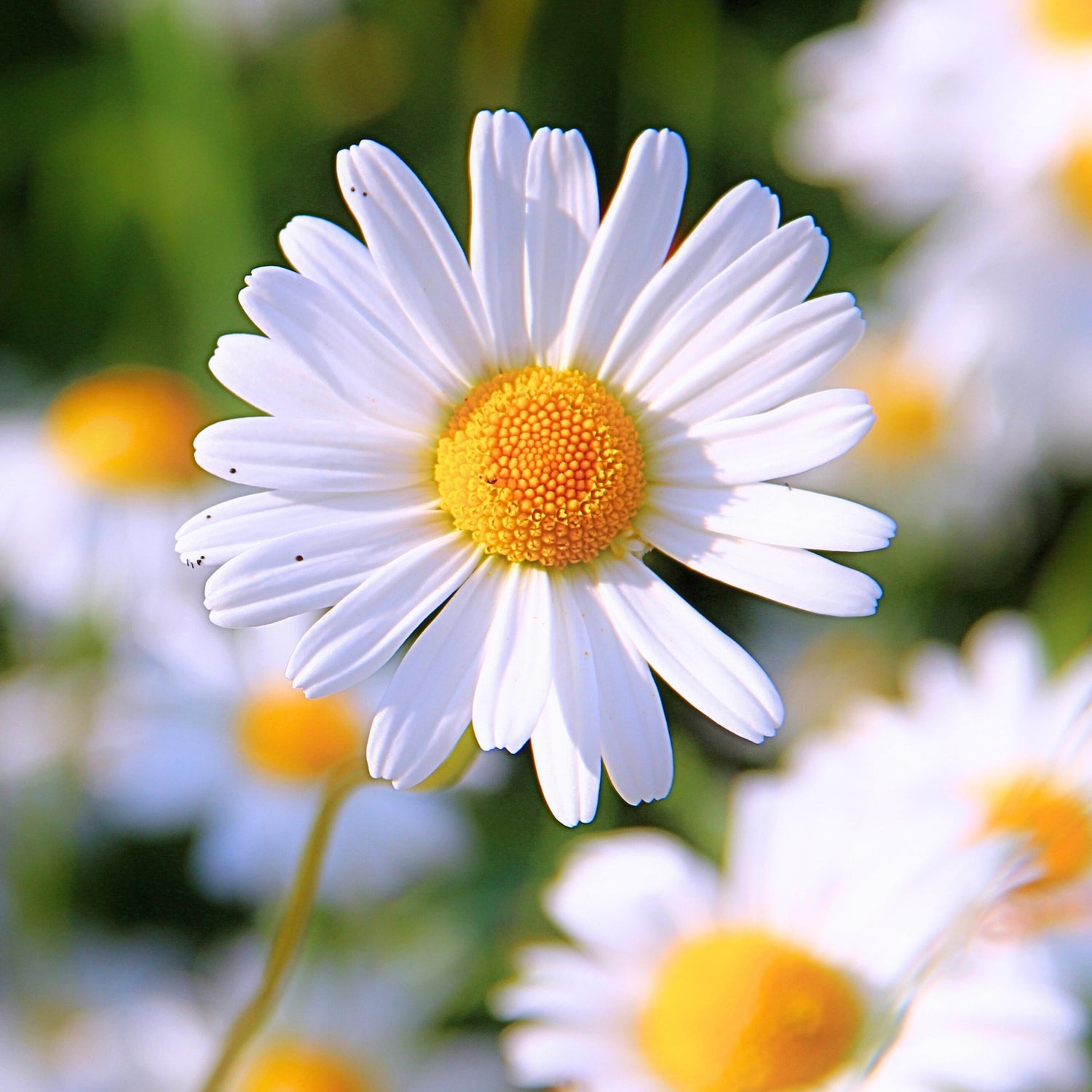 Daisies