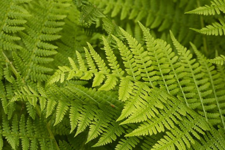 Ferns