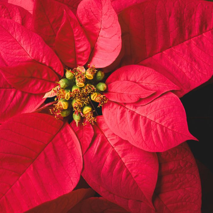 Poinsettia