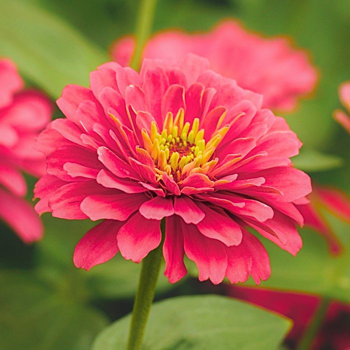 Zinnias
