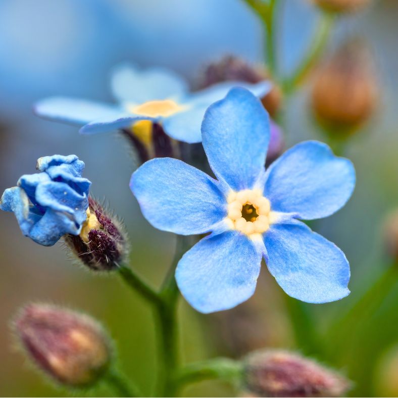 Forget Me Nots