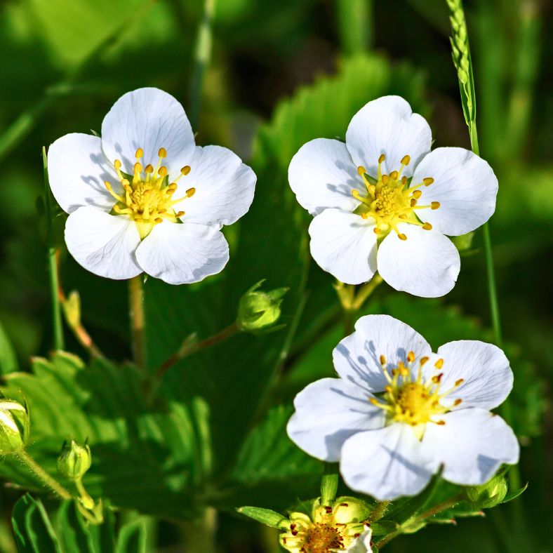 Wild Strawberry Blossoms