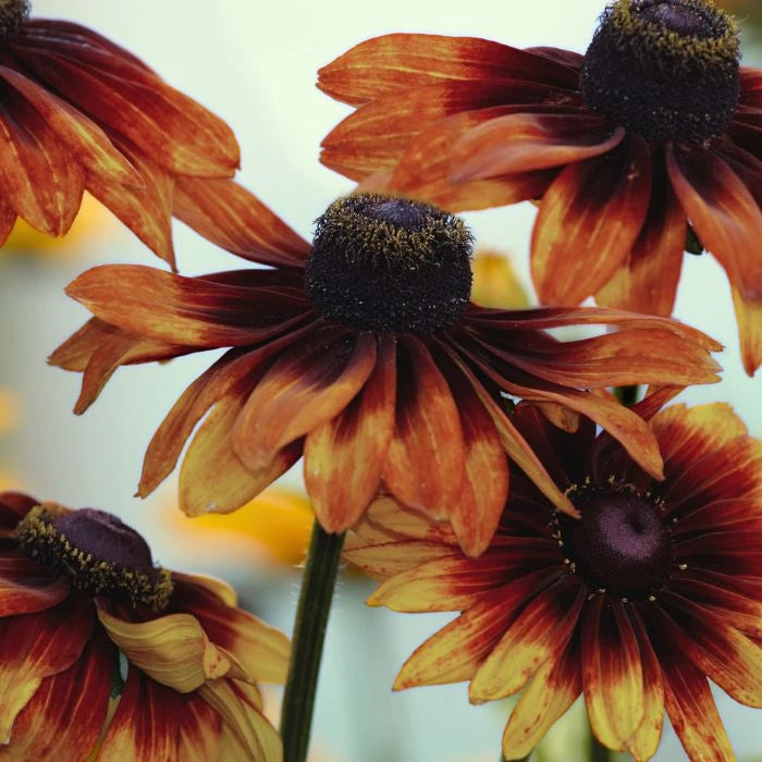 Rudbeckia Flowers