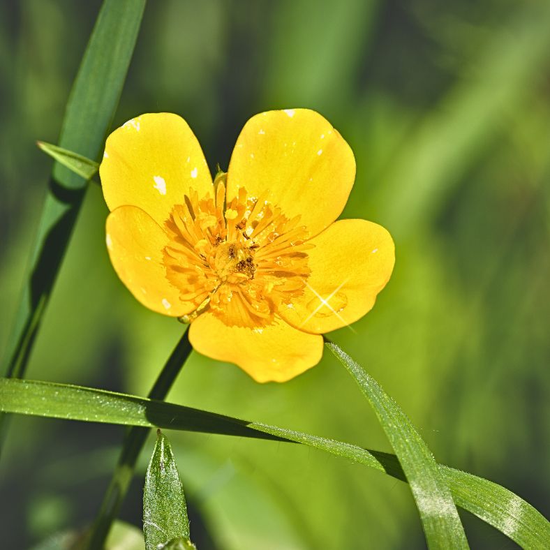 Buttercups