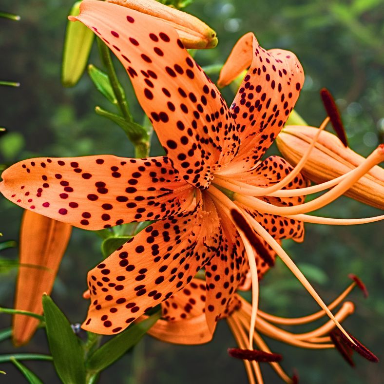 Tiger Lily