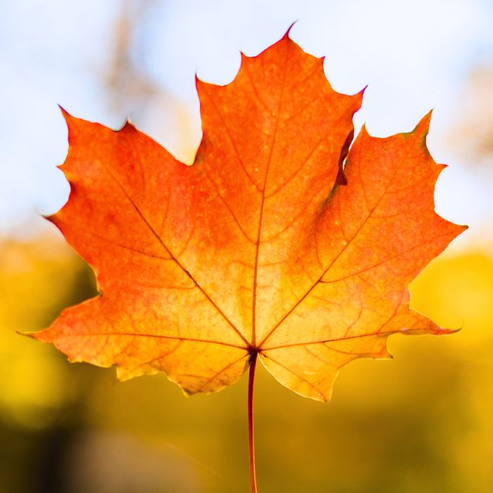 Maple Leaves
