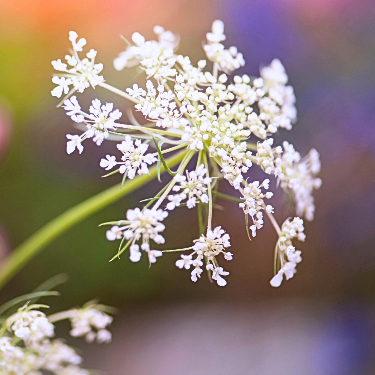 Queen Anne's Lace