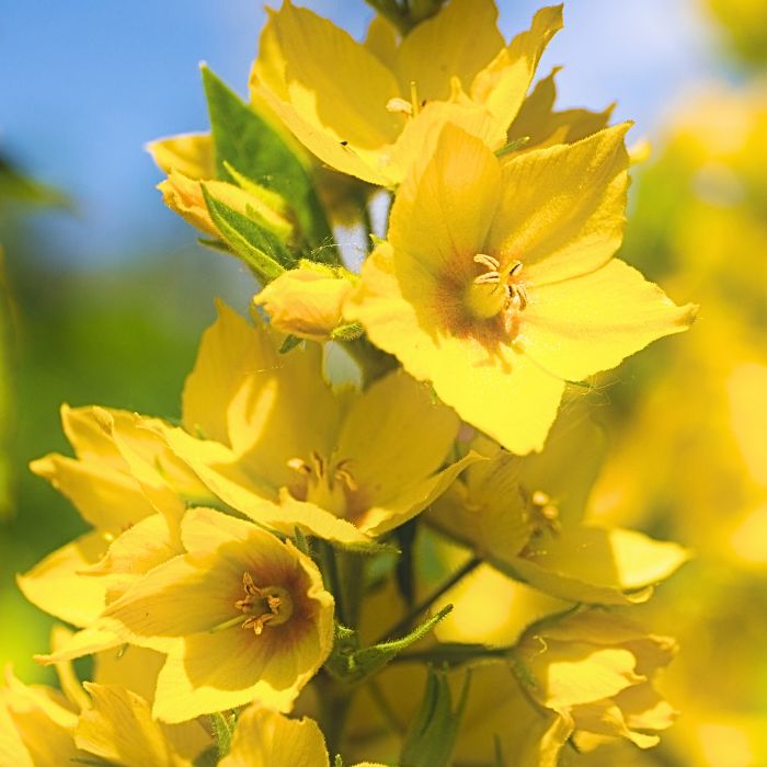 Yellow Loosestrife